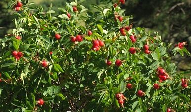Rosehip to increase the penis