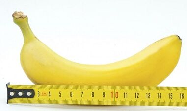 The optimal size of the penis