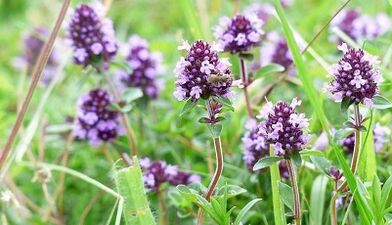 thyme to increase a member